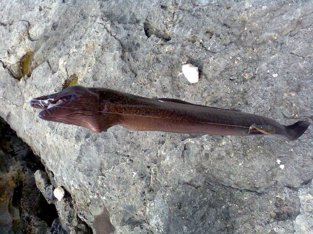 Les salmonidés. La pêche